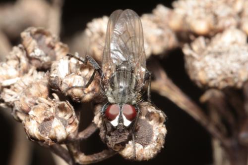 Réf. 227 625 : Leucophora sp.